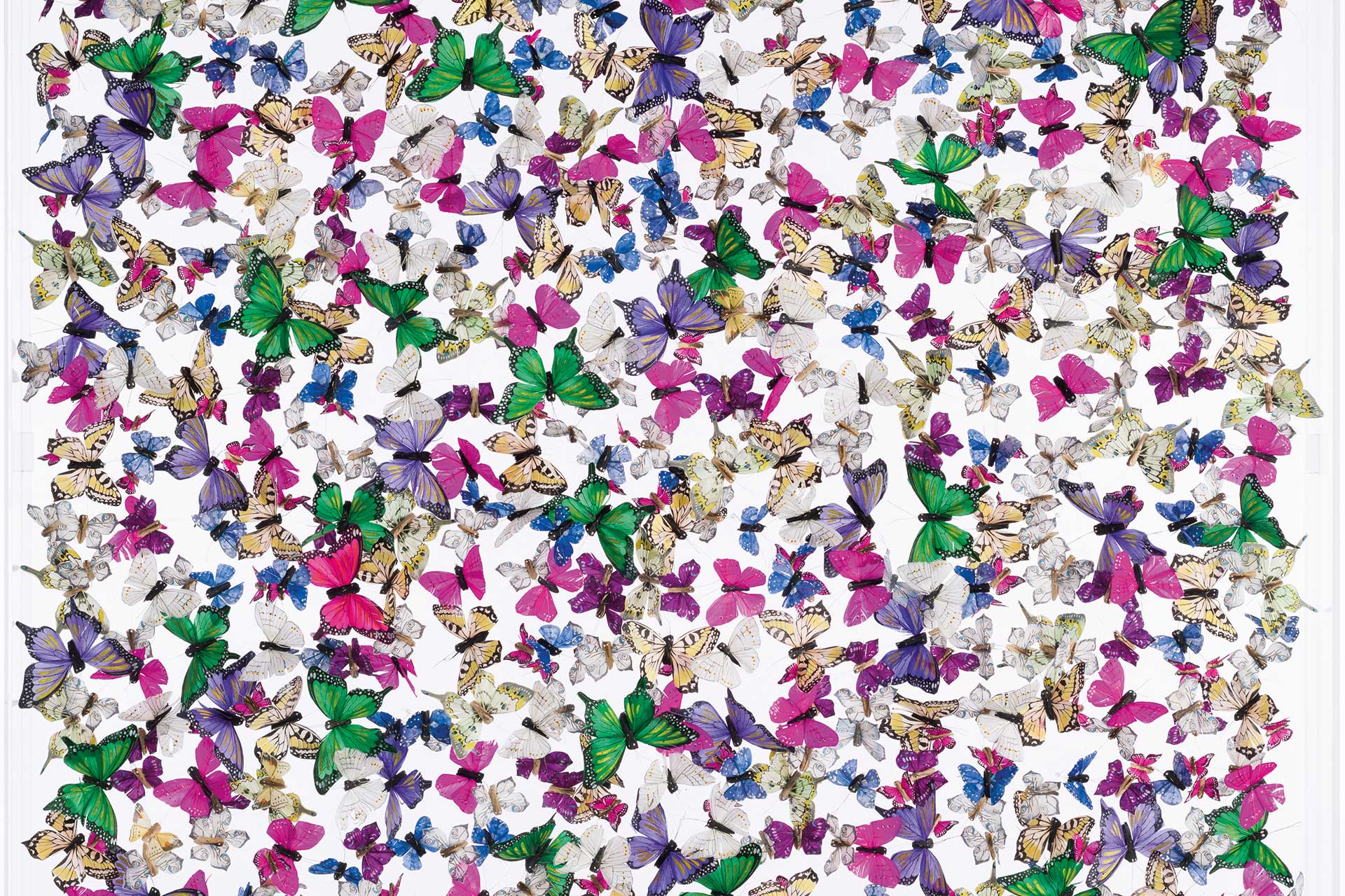 Butterfly Art Contact