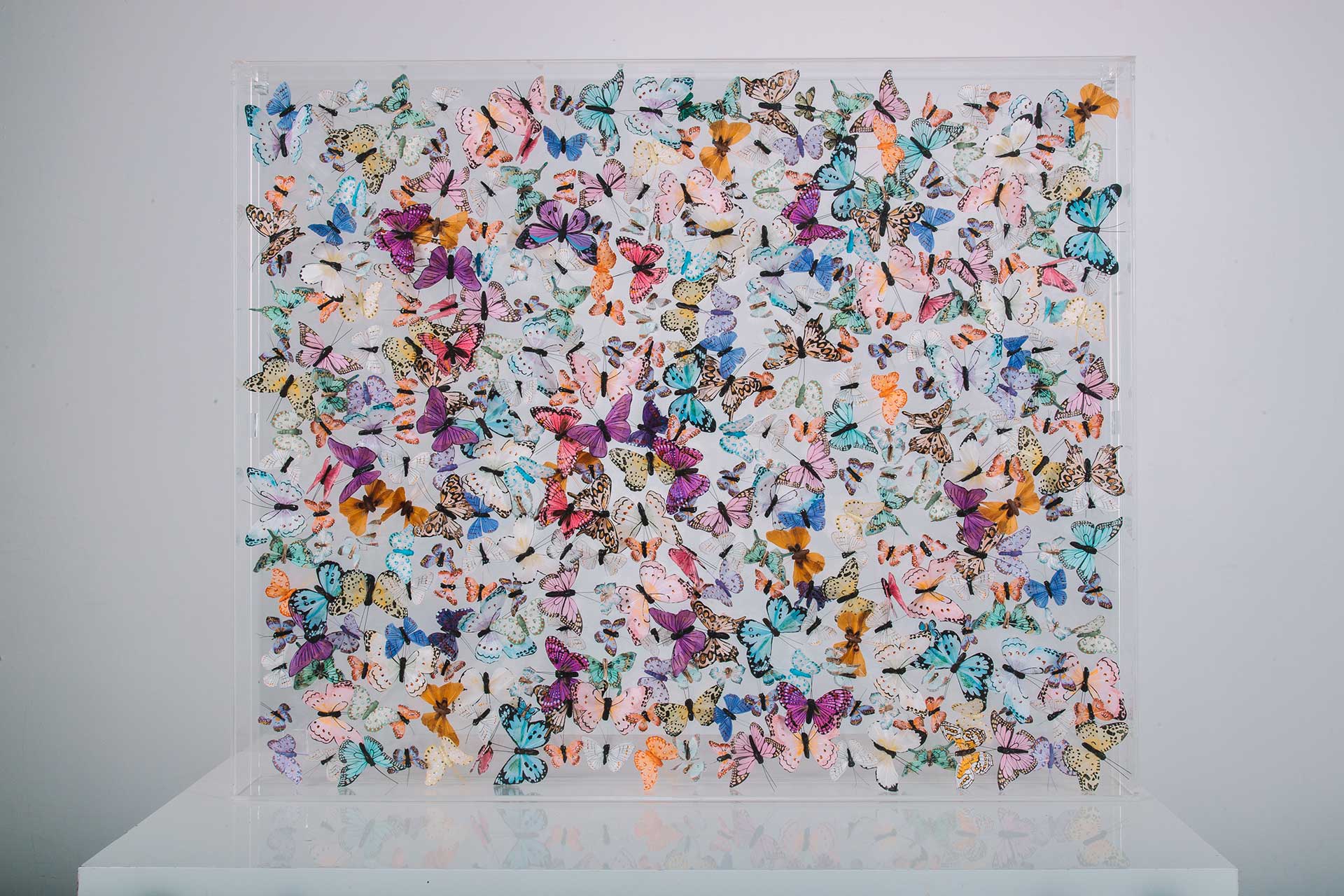 Butterfly Art Gallery Butterfly Art Gallery