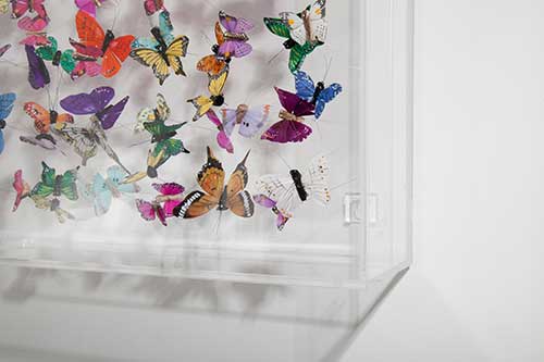 A detail of Butterflies in their case